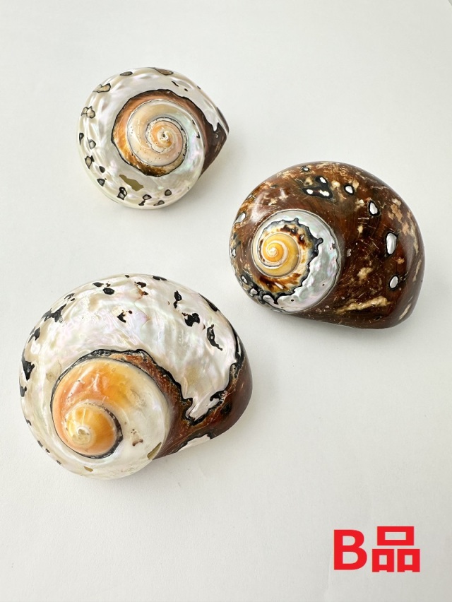 サマルティクス磨き-B品-(リュウオウスガイ)【約7～7.5cm/1個】 En