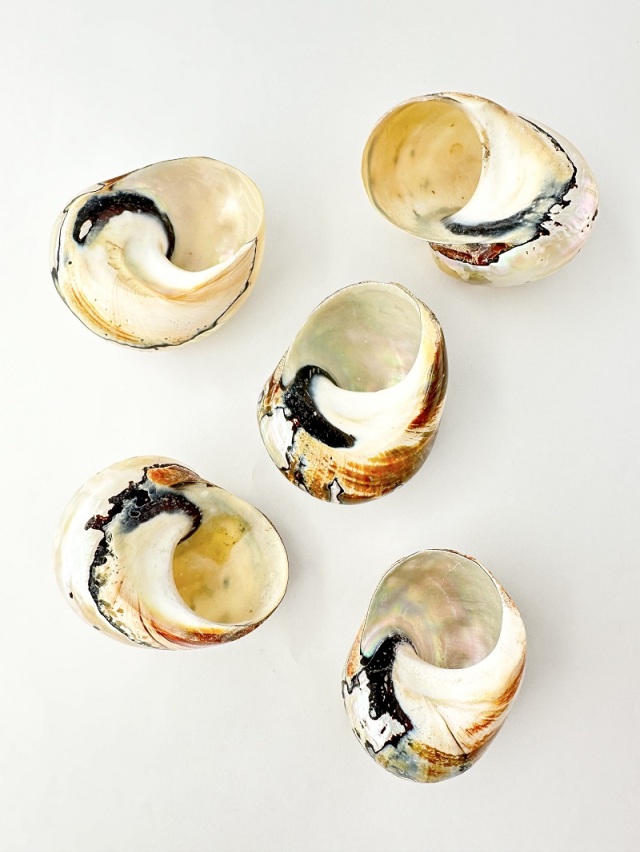 サマルティクス磨き-B品-(リュウオウスガイ)【約7～7.5cm/1個】 En