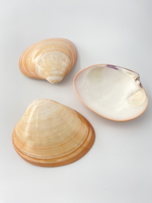 オレンジコクルス磨き【約11～12cm/1枚】 En: Orange cockle (size