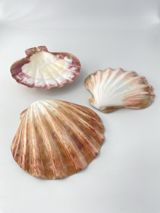 レェロピクテンサブノドソス ブラウン磨き-片面-(メキシコキンチャク