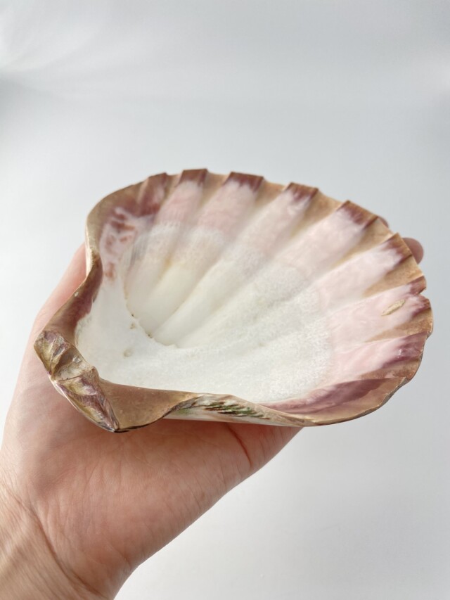 大きな貝、約100歳　約20 × 25 × 20センチ￼ レェロピクテンサブノドソス ブラウン磨き-片面-(メキシコキンチャク