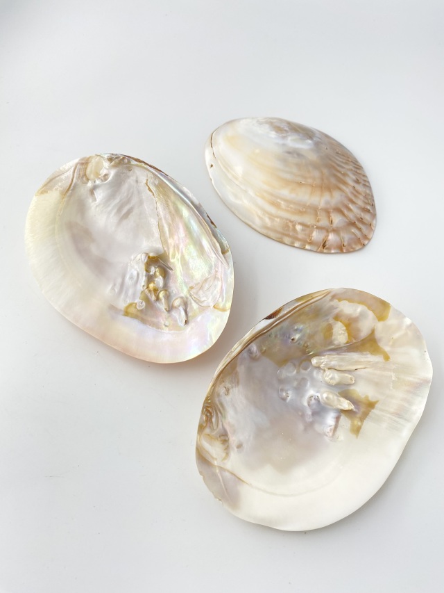 イシガイ真珠磨き片面【15cm前後/1個】 En: Unio douglasiae