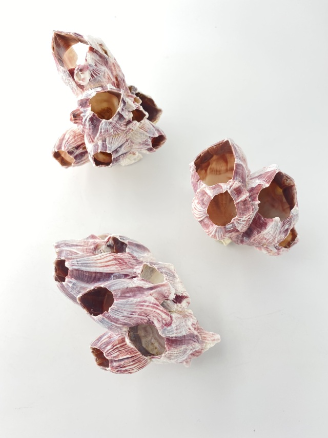 フジツボ【約8～10cm】 En: Barnacles Bclass(size:8-10cm) 貝殻