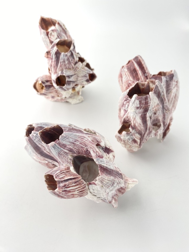 フジツボ【約8～10cm】 En: Barnacles Bclass(size:8-10cm) 貝殻