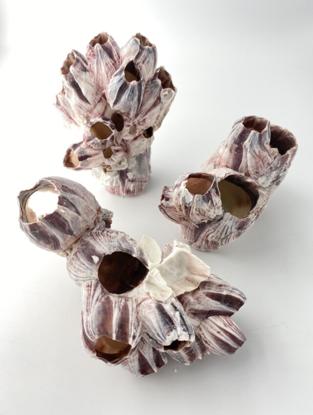 【波紋アート】フジツボアート／barnacle／オブジェ／10cmプリズム フジツボ【約10～12cm】 En: Barnacles (size:10-12cm) 貝殻