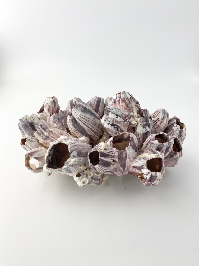 フジツボ【約18～20cm】 En: Barnacles (size:18-20cm) 貝殻