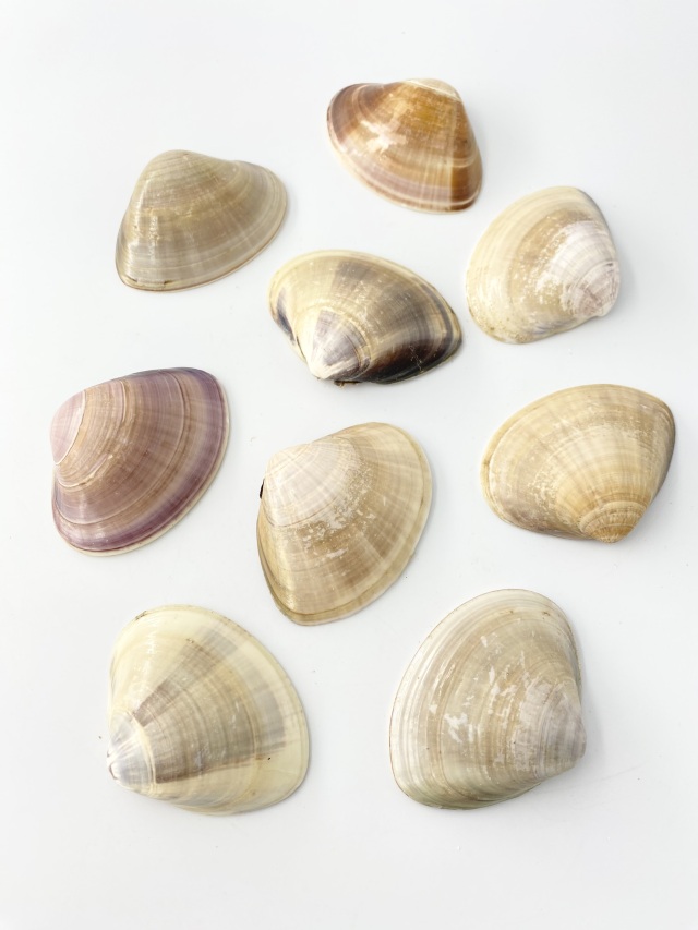 特撰】国産天然ハマグリ片面【約7~8cm/1枚 】 En: Meretrix lusoria 特撰】国産天然ハマグリ片面【約7~8cm/1枚 】 En: Meretrix lusoria