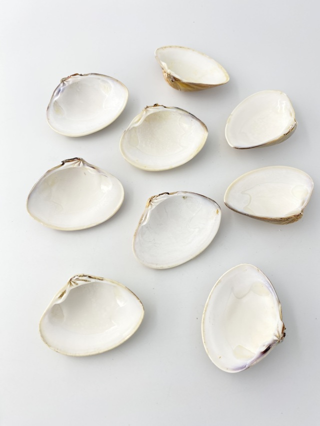 特撰】国産天然ハマグリ片面【約7～8cm/1枚 】 En: Meretrix lusoria