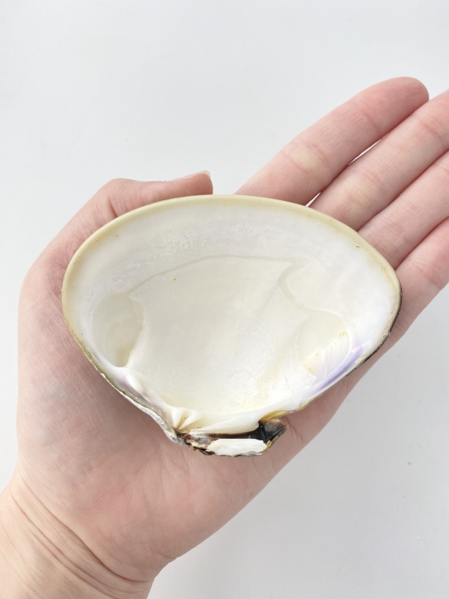 特撰】国産天然ハマグリ片面【約7～8cm/1枚 】 En: Meretrix lusoria