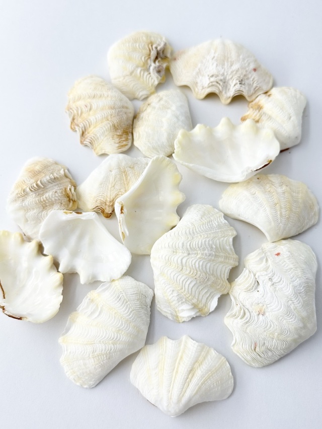 シャコガイ片面ミックス(漂白済)□小サイズ□【約5～7cm/約500g