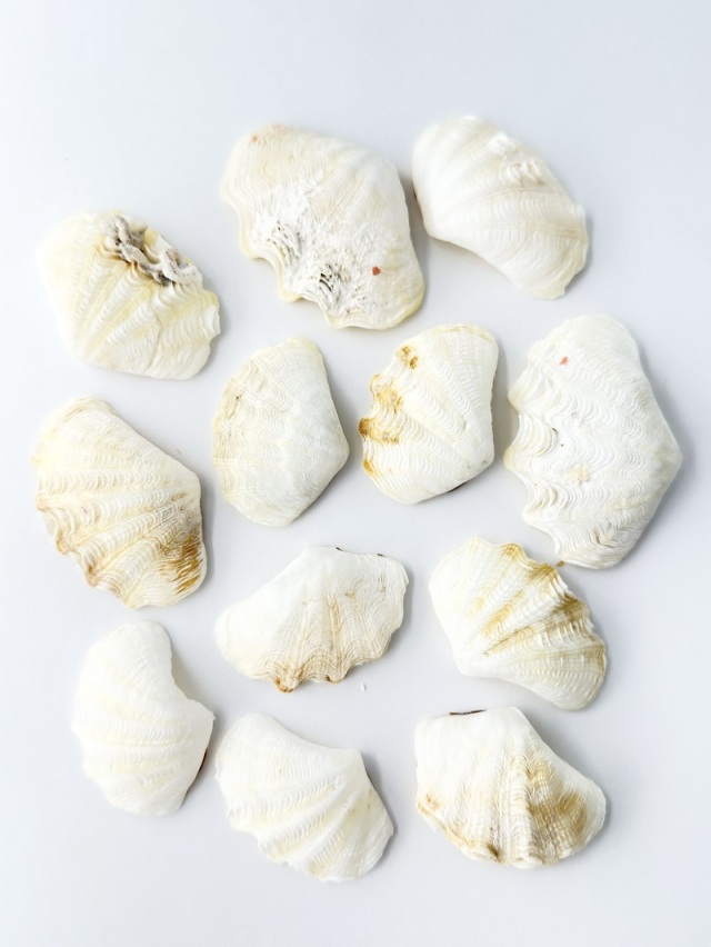 【白蛇伝】カキコ株　発根済み！ シャコガイ片面ミックス(漂白済)□小サイズ□【約5～7cm/約500g