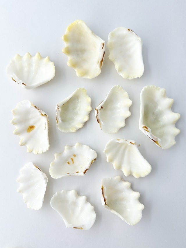 【白蛇伝】カキコ株　発根済み！ シャコガイ片面ミックス(漂白済)□小サイズ□【約5～7cm/約500g