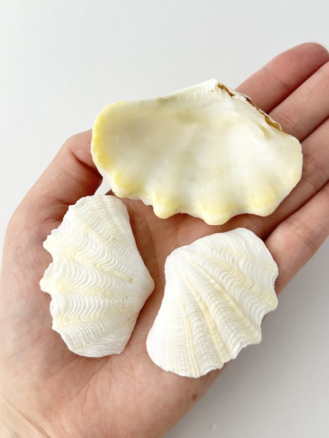 シャコガイ片面ミックス(漂白済)□小サイズ□【約5～7cm/約500g