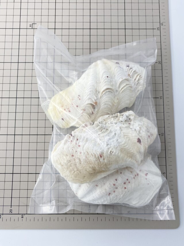シャコガイ片面【約12～14cm/3枚入】 - Not for overseas sale -
