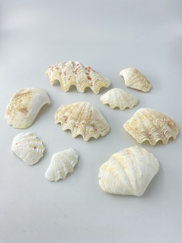 シャコガイ片面ミックス(漂白済)【約5～12cm/約1kg】 - Not