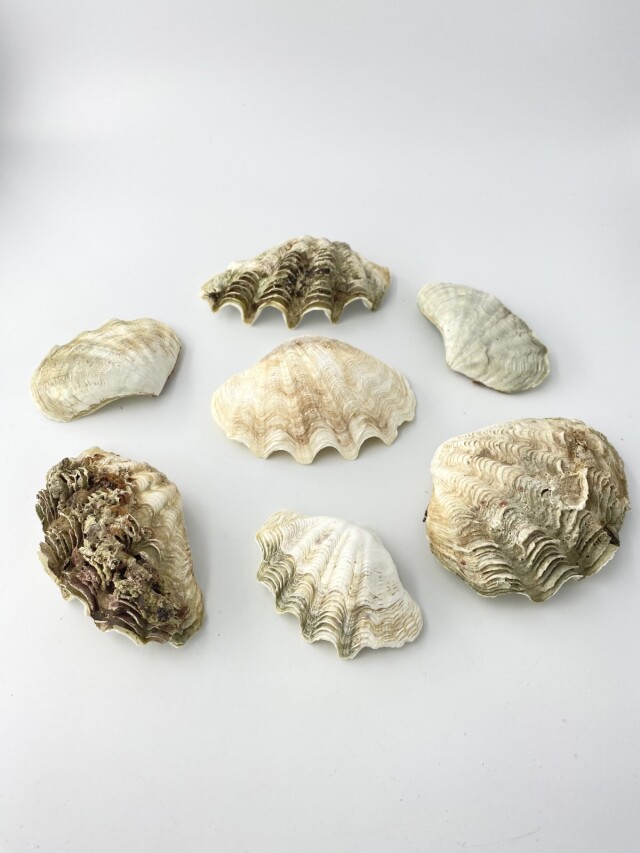 大きめの茶色と白の貝殻 Amazon.co.jp: 大きな貝殻、砂浜の貝殻、 イエロー ホタテ貝殻 3