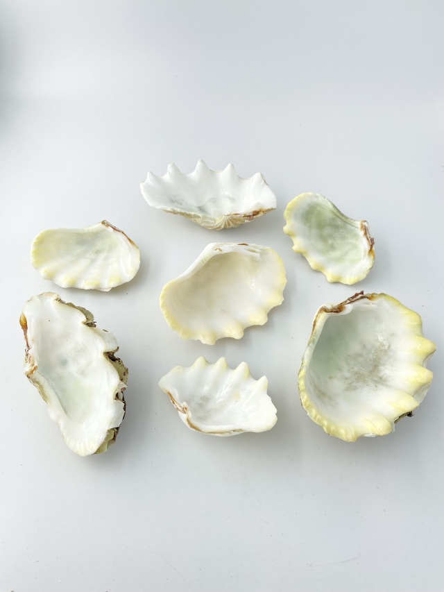 シャコガイ片面原貝ミックス(無漂白)【約5～12cm/約1kg