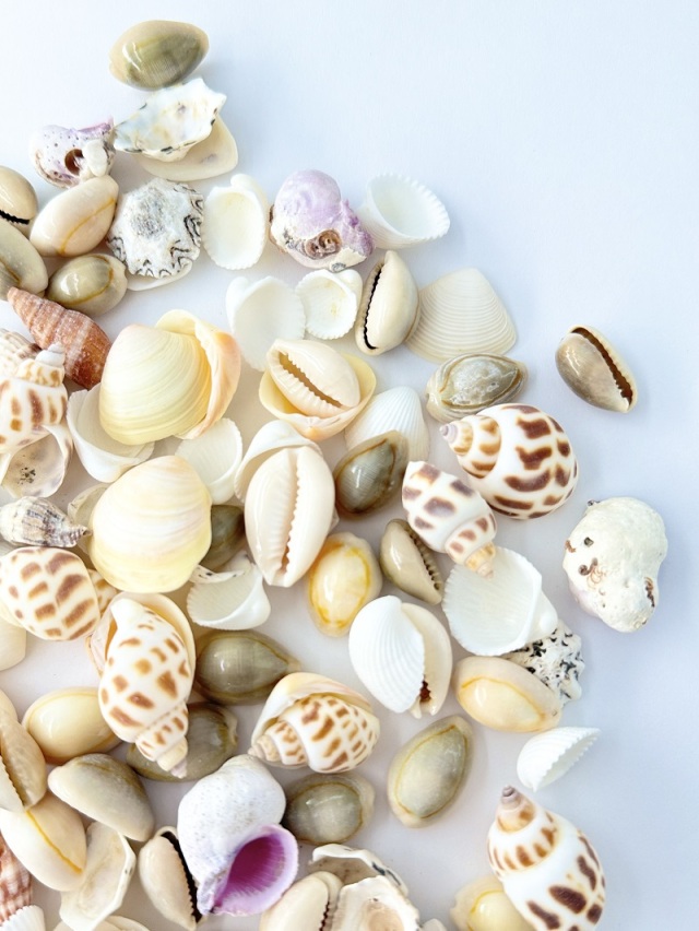 ミックスシェル タイプB【約1～4cm/約500g】[メール便可-1袋まで