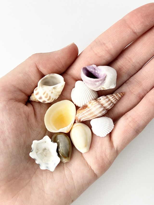 貝殻 ミックスシェル タイプB【約1～4cm/約500g】[メール便可-1袋まで