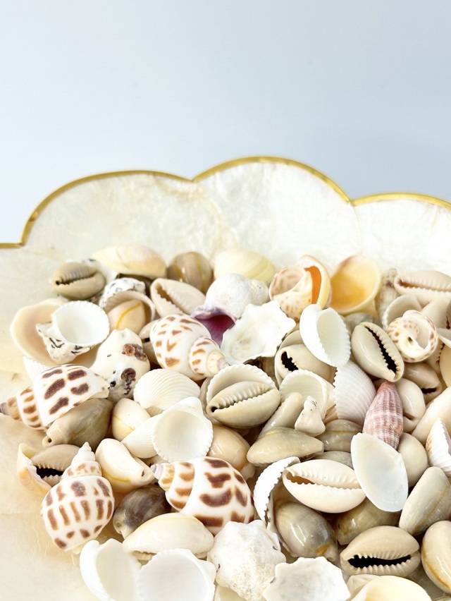 ミックスシェル タイプB【約1～4cm/約500g】[メール便可-1袋まで