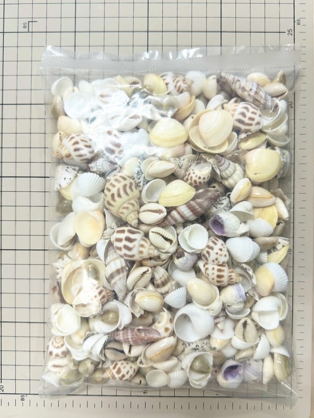 ミックスシェル タイプB【約1～4cm/約500g】[メール便可-1袋まで