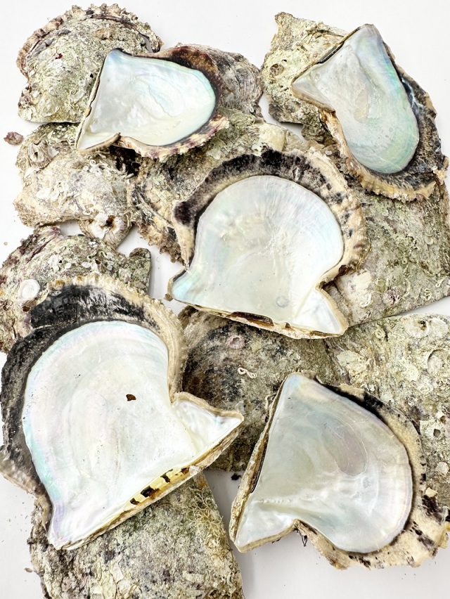 国産アコヤガイ原貝【約6～9cm/約500g】En: Pinctada fucata