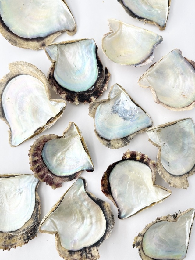 国産アコヤガイ原貝【約6～9cm/約500g】En: Pinctada fucata