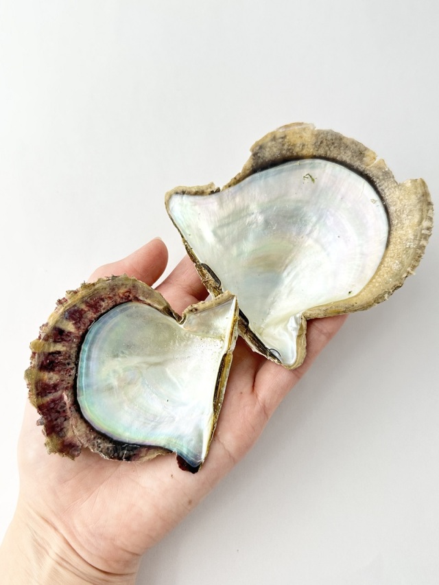 国産アコヤガイ原貝【約6～9cm/約500g】En: Pinctada fucata