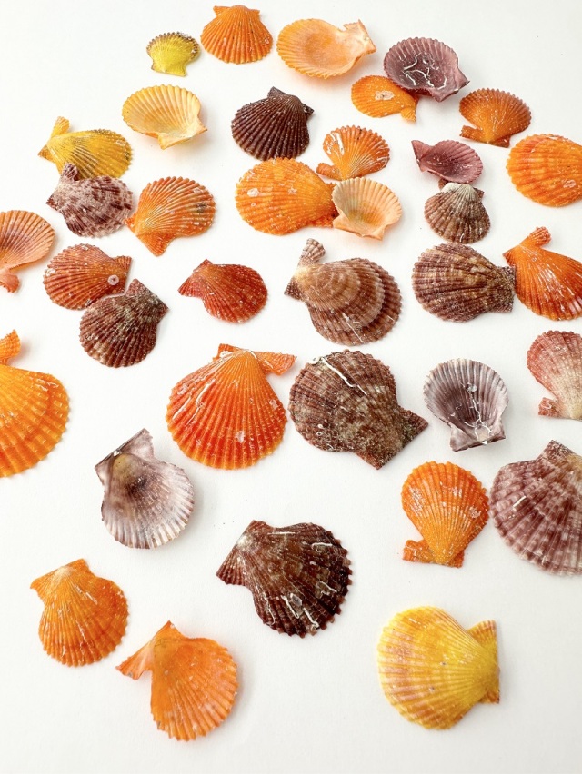 国産ミニヒオウギガイ片面【約2～3cm/約20g】[メール便可 - 6