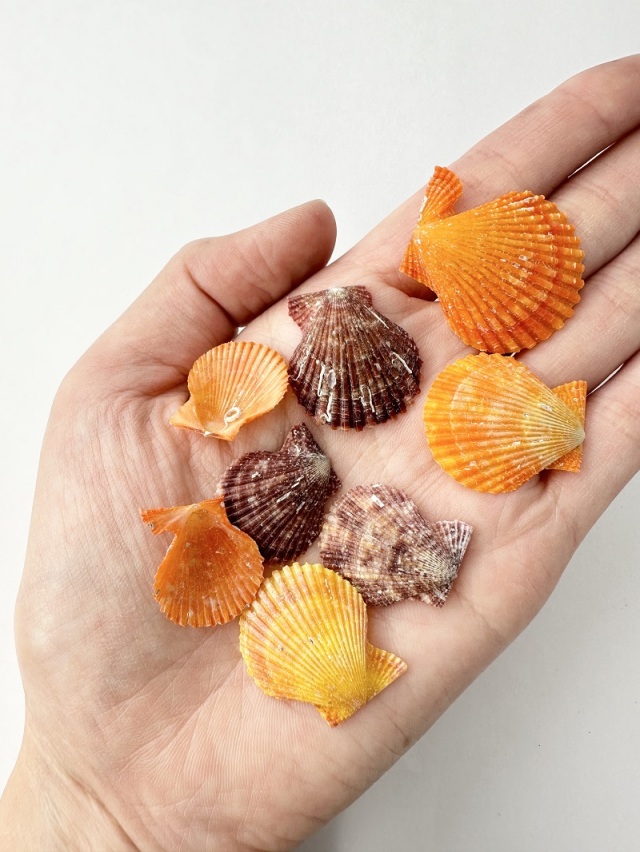 国産ミニヒオウギガイ片面【約2～3cm/約20g】[メール便可 - 6