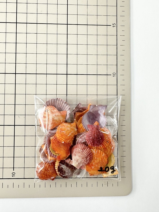 国産ミニヒオウギガイ片面【約2～3cm/約20g】[メール便可 - 6袋まで