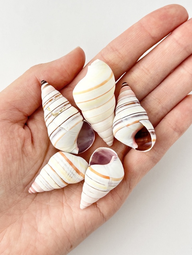 レインボースネール【約3～4.5cm/3個】[メール便可] En:Rainbow