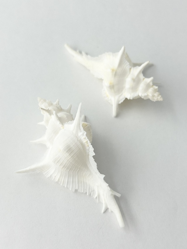 ガンゼキバショウ【7cm前後/1個】En: Siratus alabaster(Size:approx