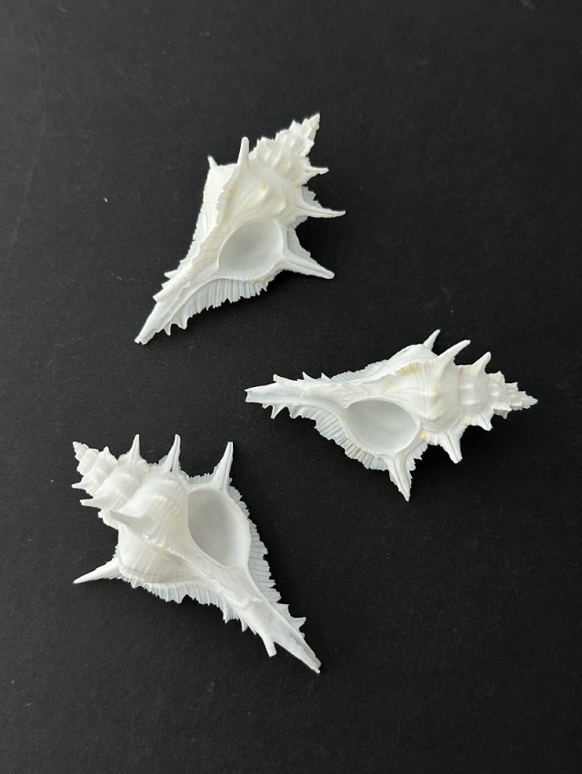 海*貝様 【最終在庫】　美品　東シナ海産　蓋付き　ガンセキバショウ　10点セット ガンゼキバショウ【7cm前後/1個】En: Siratus alabaster(Size:approx