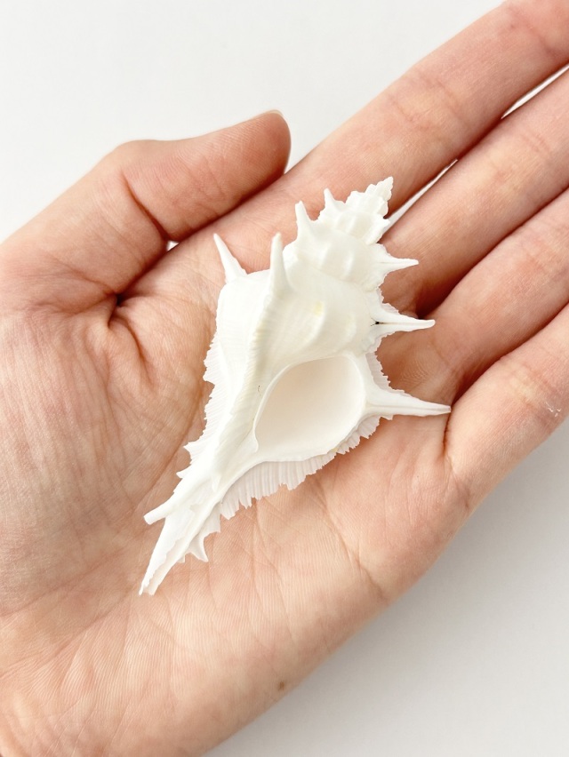 ガンゼキバショウ【7cm前後/1個】En: Siratus alabaster(Size:approx