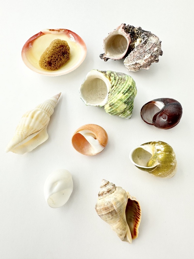 ヤドカリの中学校【約2.5～5.0cm】En: Shell pack for Hermit Crab