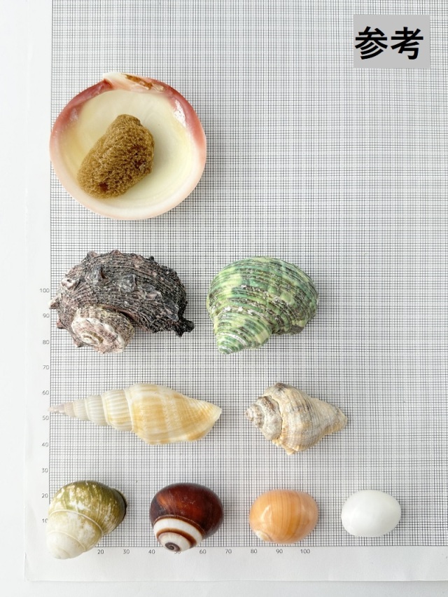 ヤドカリの中学校【約2.5～5.0cm】En: Shell pack for Hermit Crab