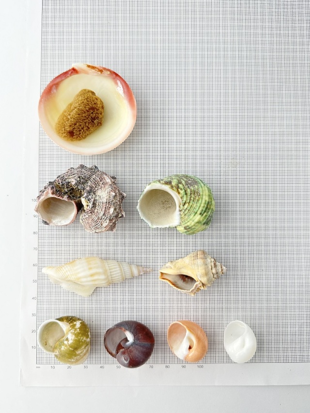 ヤドカリの中学校【約2.5～5.0cm】En: Shell pack for Hermit Crab