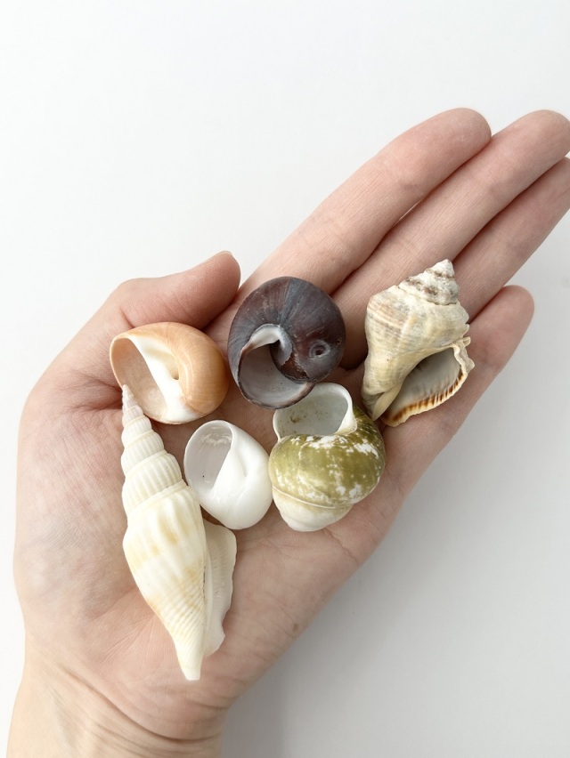 ヤドカリの中学校【約2.5～5.0cm】En: Shell pack for Hermit Crab