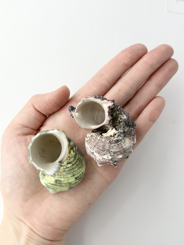 ヤドカリの中学校【約2.5～5.0cm】En: Shell pack for Hermit Crab