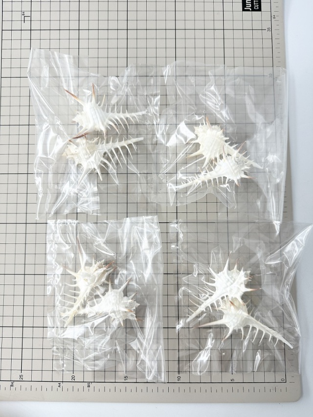 11月のお買い得 [20%OFF]クロトゲホネガイ【7cm前後/2個】 En: Murex