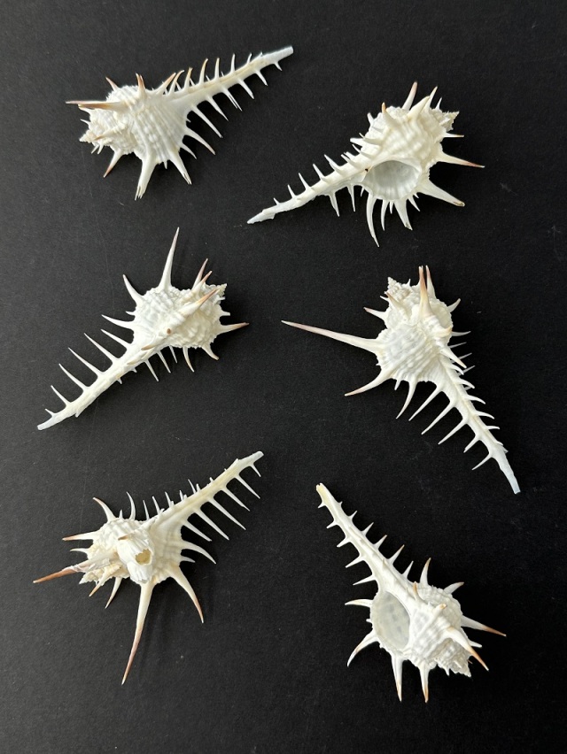 クロトゲホネガイ【7cm前後/2個】 En: Murex nigrispinosus (size