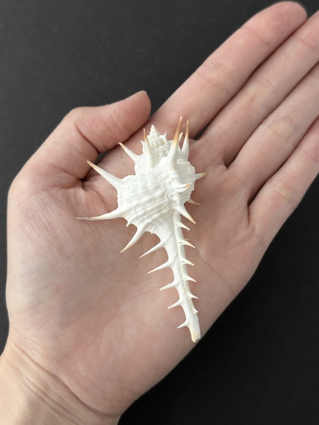 11月のお買い得 [20%OFF]クロトゲホネガイ【7cm前後/2個】 En: Murex