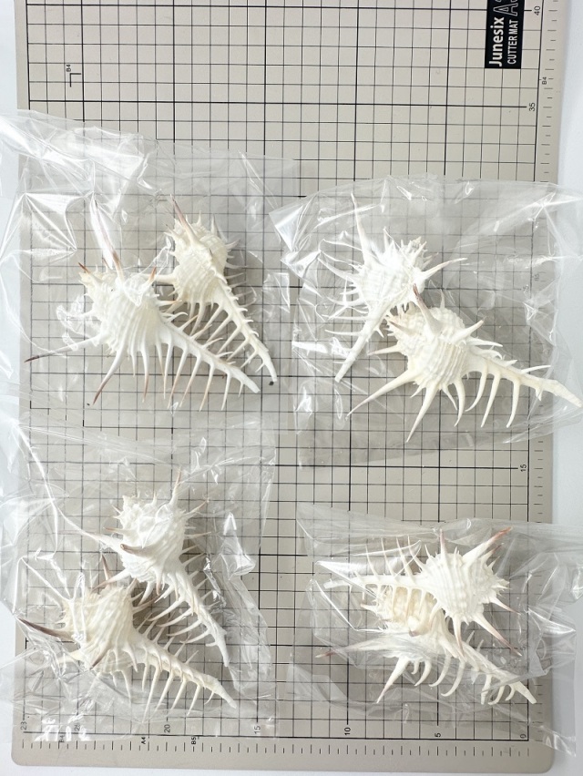 クロトゲホネガイ【11cm前後/2個】 En: Murex nigrispinosus (size