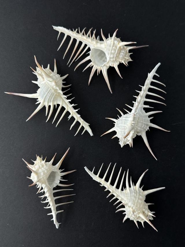 クロトゲホネガイ【11cm前後/2個】 En: Murex nigrispinosus (size