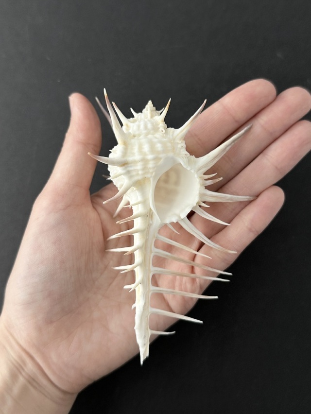 クロトゲホネガイ【11cm前後/2個】 En: Murex nigrispinosus (size