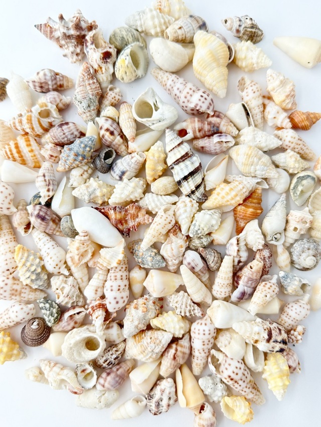 巻貝ミックス【約1.5～3.5cm】[メール便可-400gまで] En: Assorted