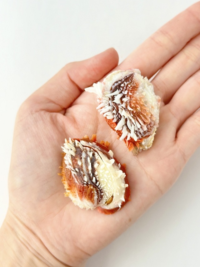 ケイトウガイの仲間【約4～5cm/1個】 En: Chama dunkeri(Sixe:4-5cm