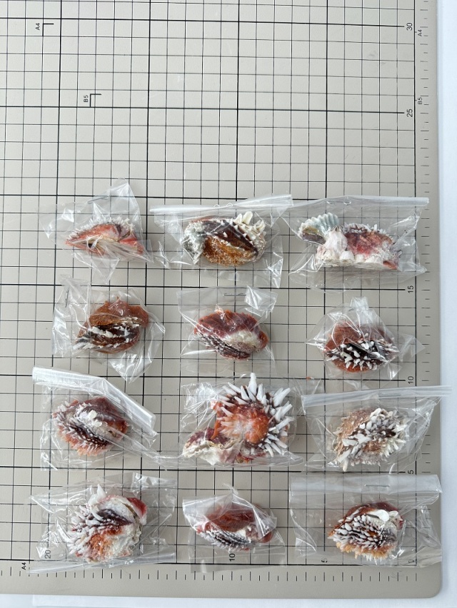 ケイトウガイの仲間【約4～5cm/1個】 En: Chama dunkeri(Sixe:4-5cm