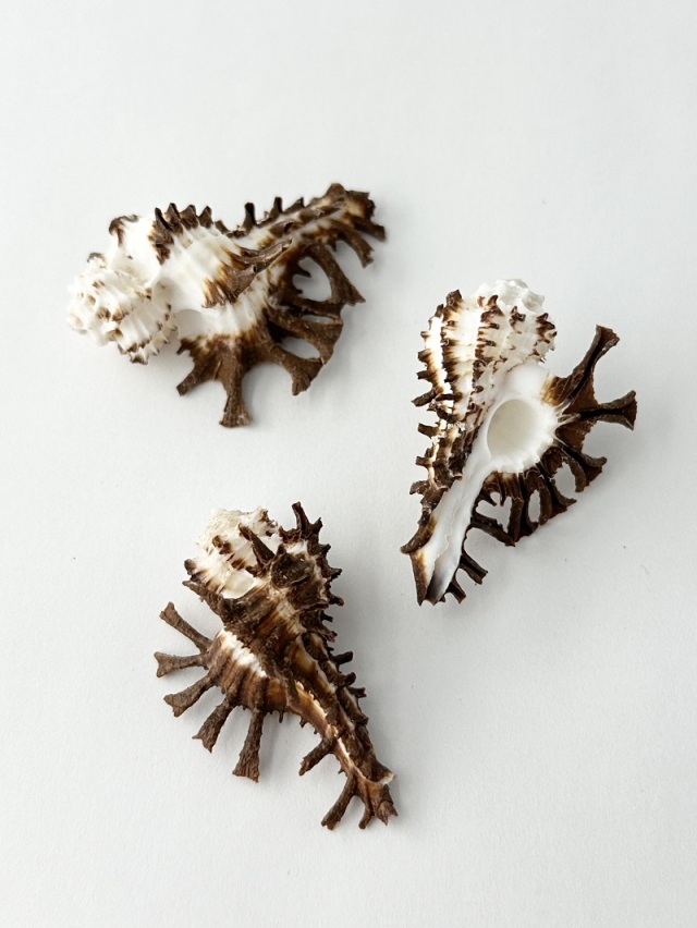 トゲナガイチョウガイ【約4～5cm/1個】 En:Homalocantha scorpio